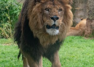 León