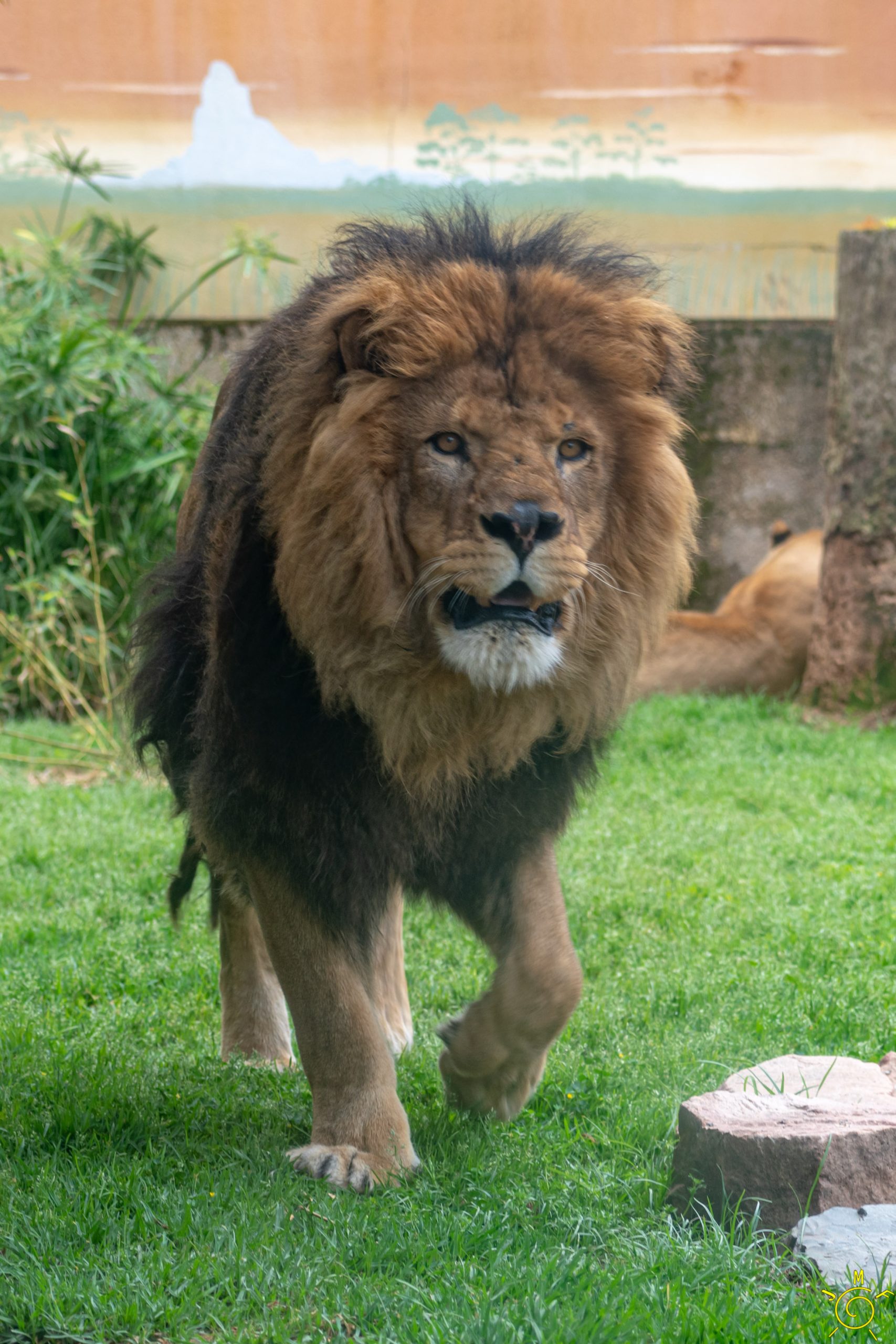 León