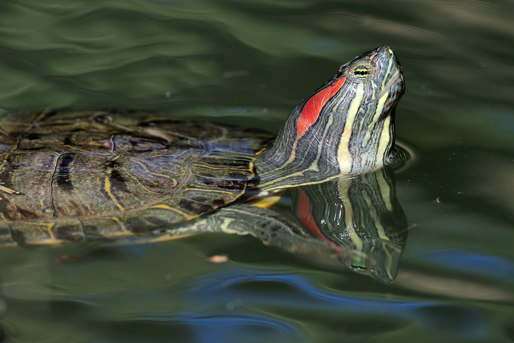 Tortuga de orejas rojas Tortuga de orejas rojas