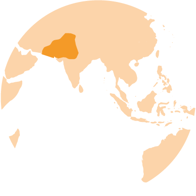 INDIA-GECO_LEOPARDO