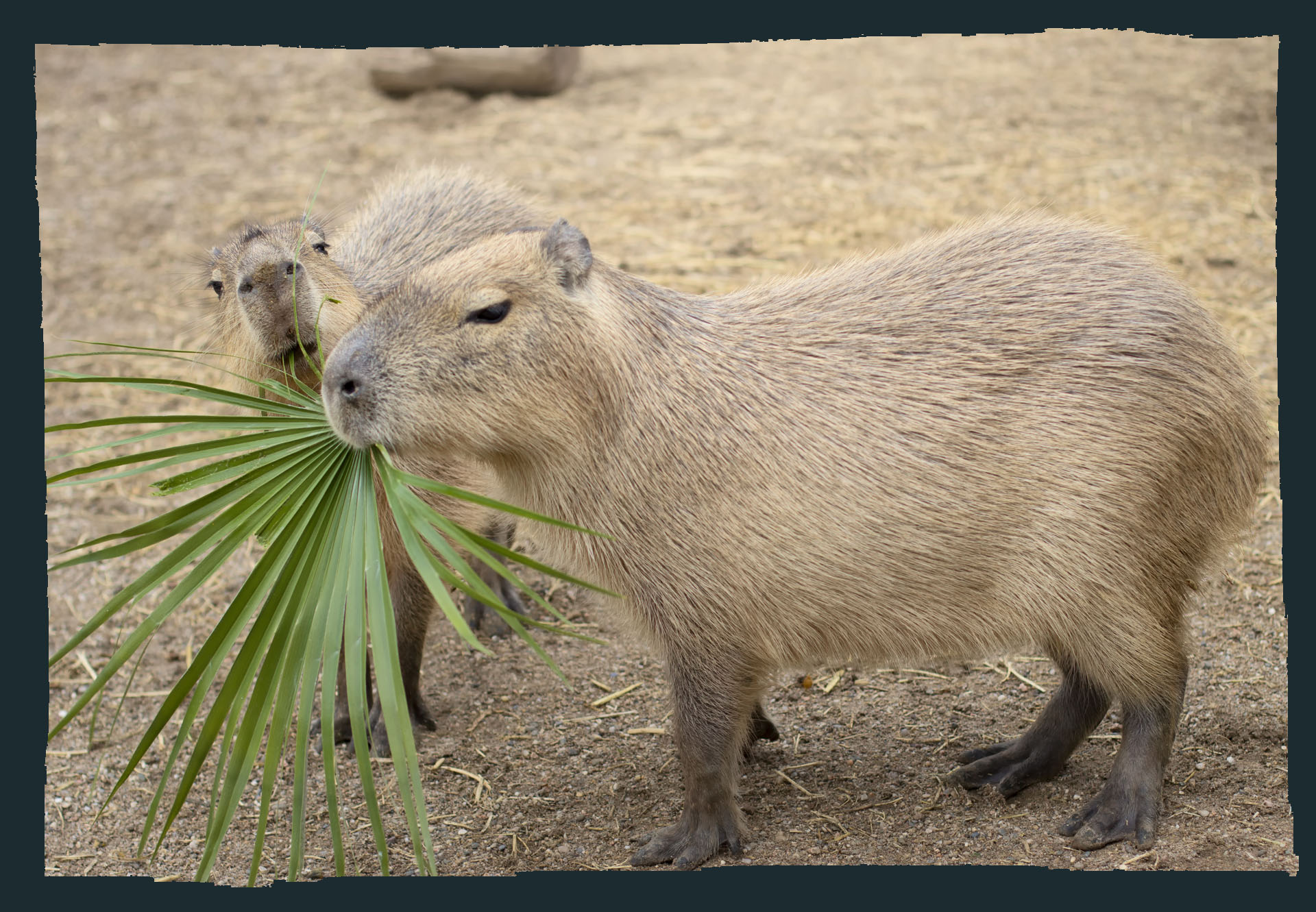Capibara – Zoo Córdoba