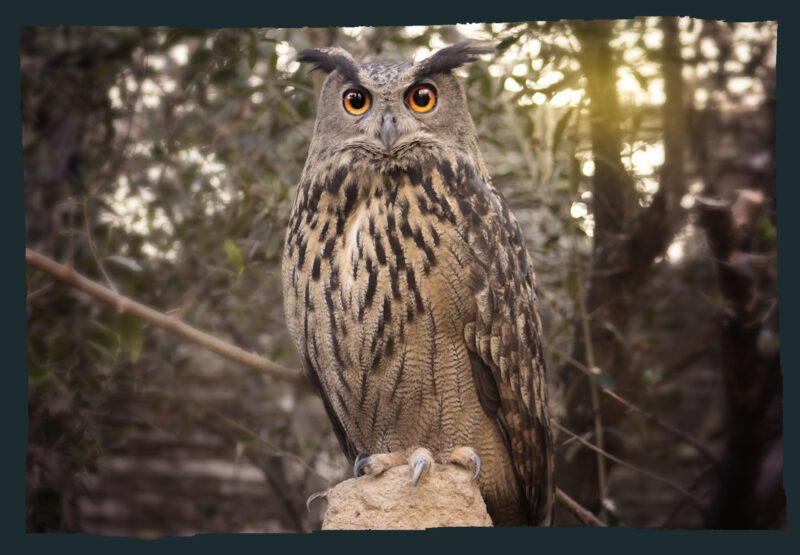 Búho Real – Zoo Córdoba