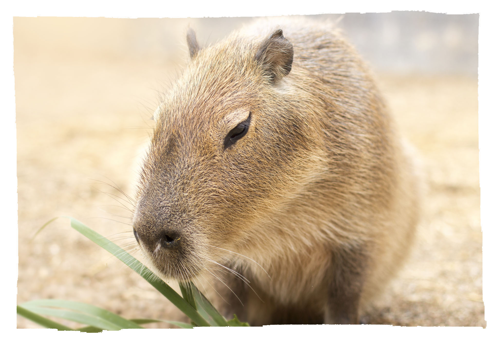 Capibara – Zoo Córdoba