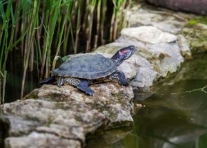 Tortuga de orejas rojas