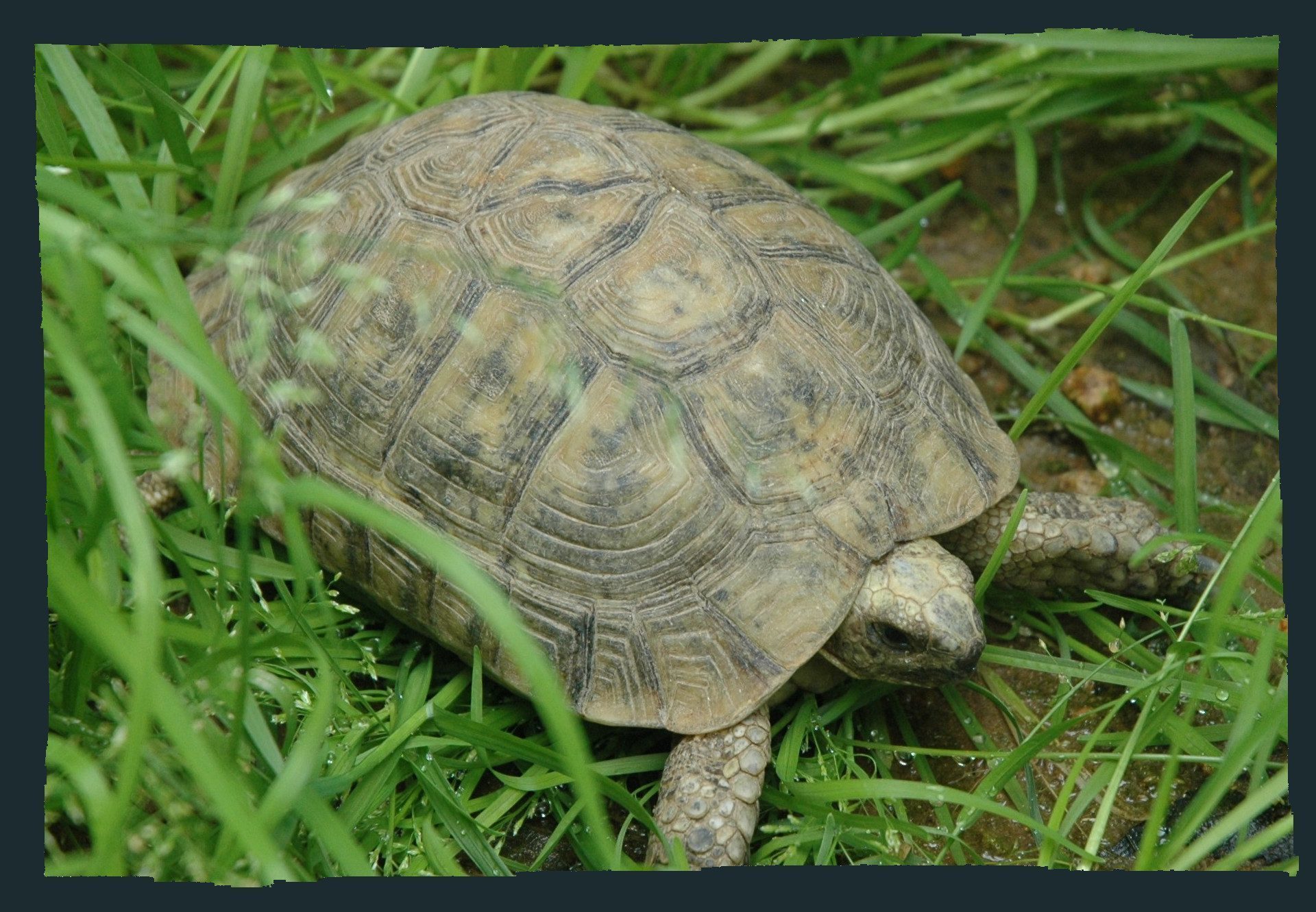 Tortuga mora