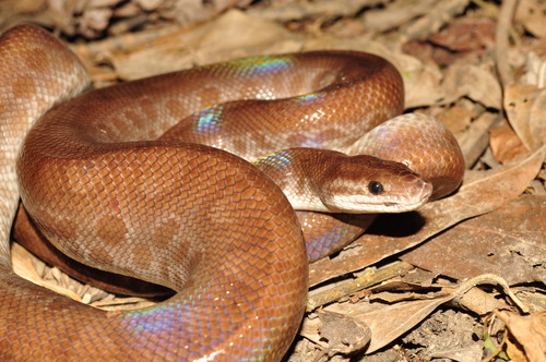 Boa arcoiris Boa arcoiris
