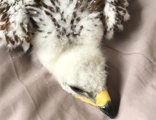 El Centro de Conservación Zoo Córdoba incorpora una nueva cría de águila imperial ibérica dentro del plan de recuperación de esta especie