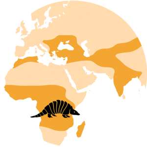 Lagarto armadillo Lagarto armadillo