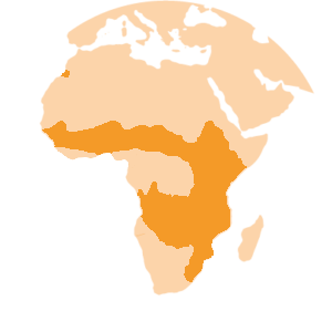 Mapa distribución Serval