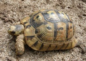 Tortuga Mora