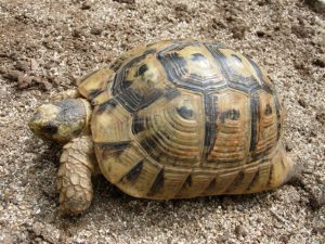 Tortuga Mora Tortuga Mora