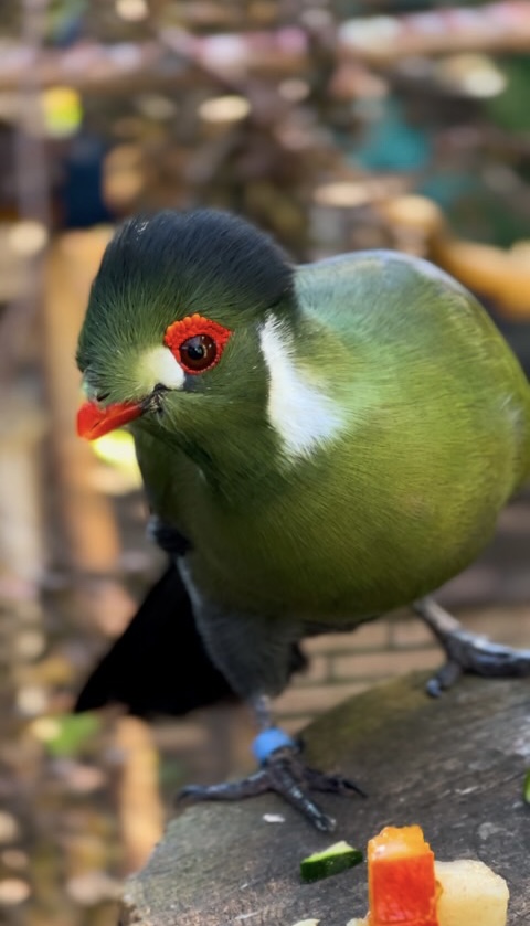 Turaco Cariblanco