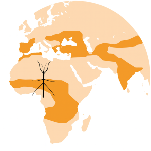 Insecto Palo mapa distribución