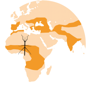 Insecto Palo Insecto Palo