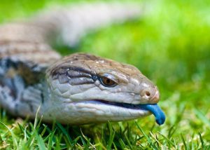 Escinco Indonesio Cola Azul