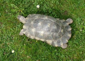 Testudo Marginata