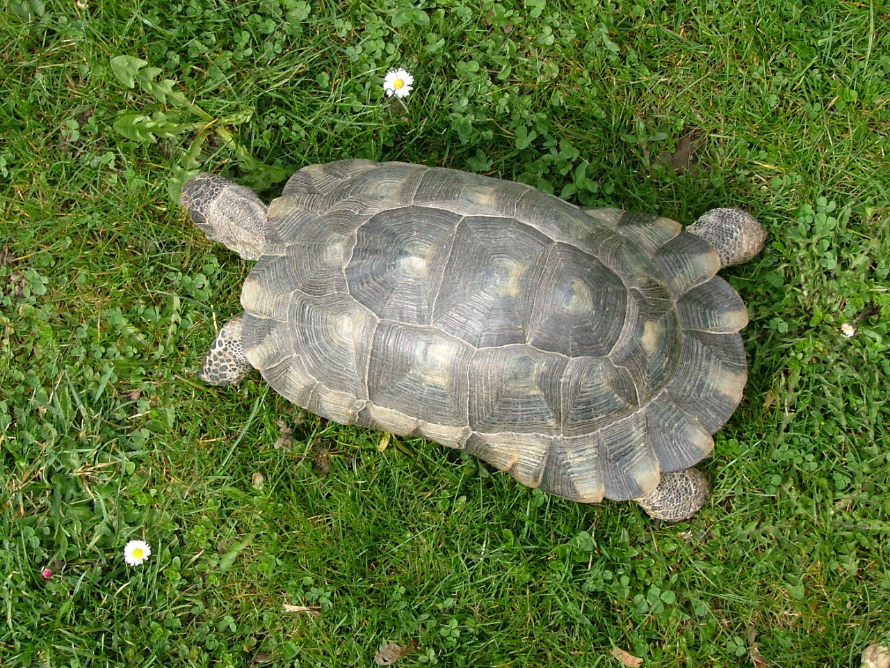 Testudo Marginata