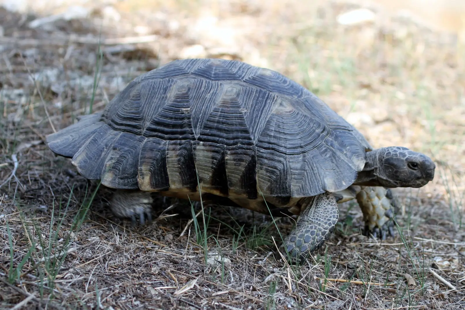 Testudo Marginata Testudo Marginata